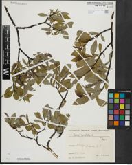 Foto von Salix hastata L.